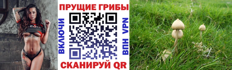 Галлюциногенные грибы Cubensis Реутов