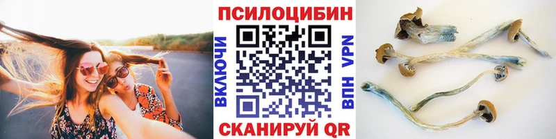 где продают Реутов Псилоцибиновые грибы Psilocybe